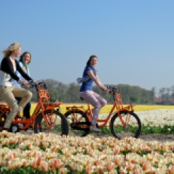 cycling tourists between flowers