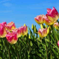 pink-white-tulip2
