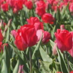 Tulips-Red