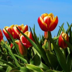 tulips91a